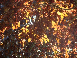 autumn leaves 3